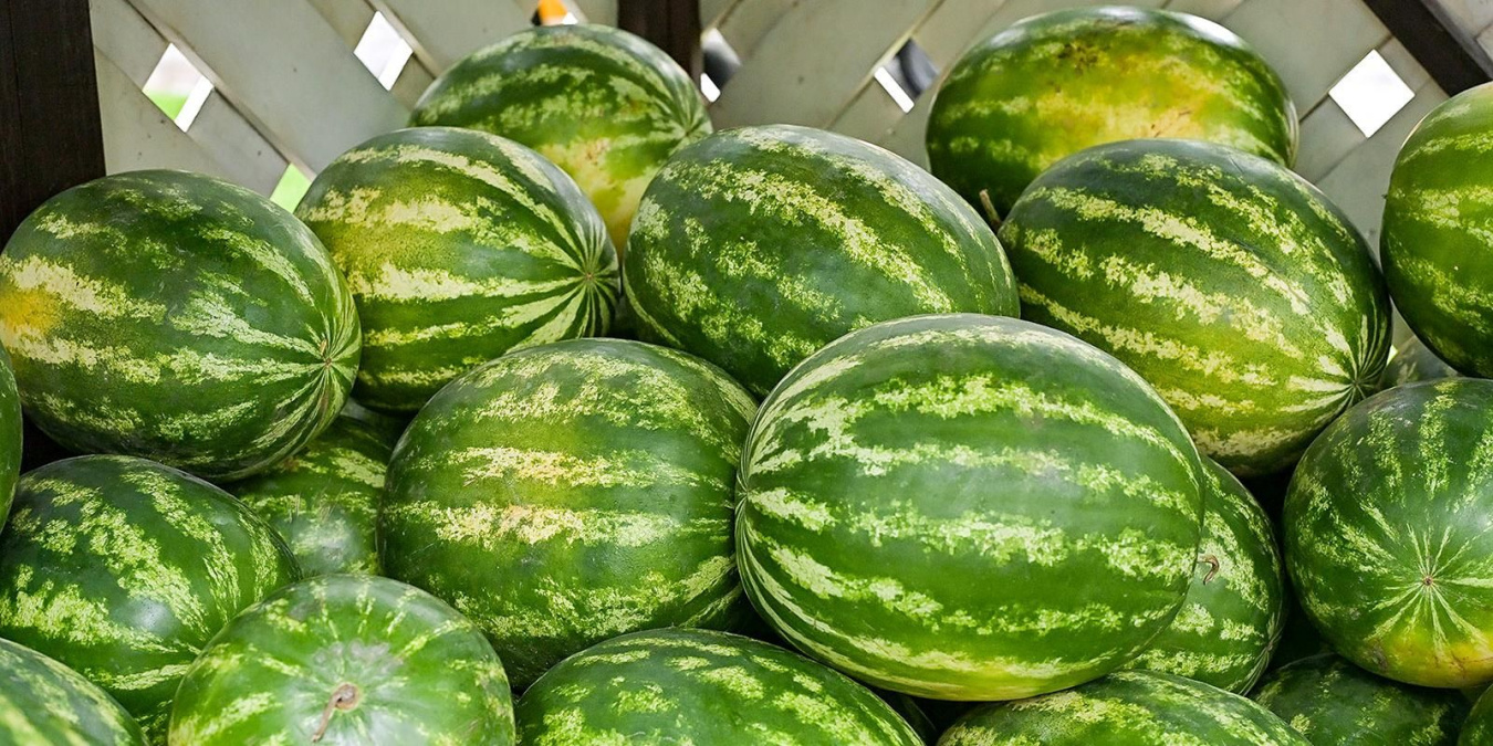 Спелый и сладкий арбуз: как выбрать и где купить