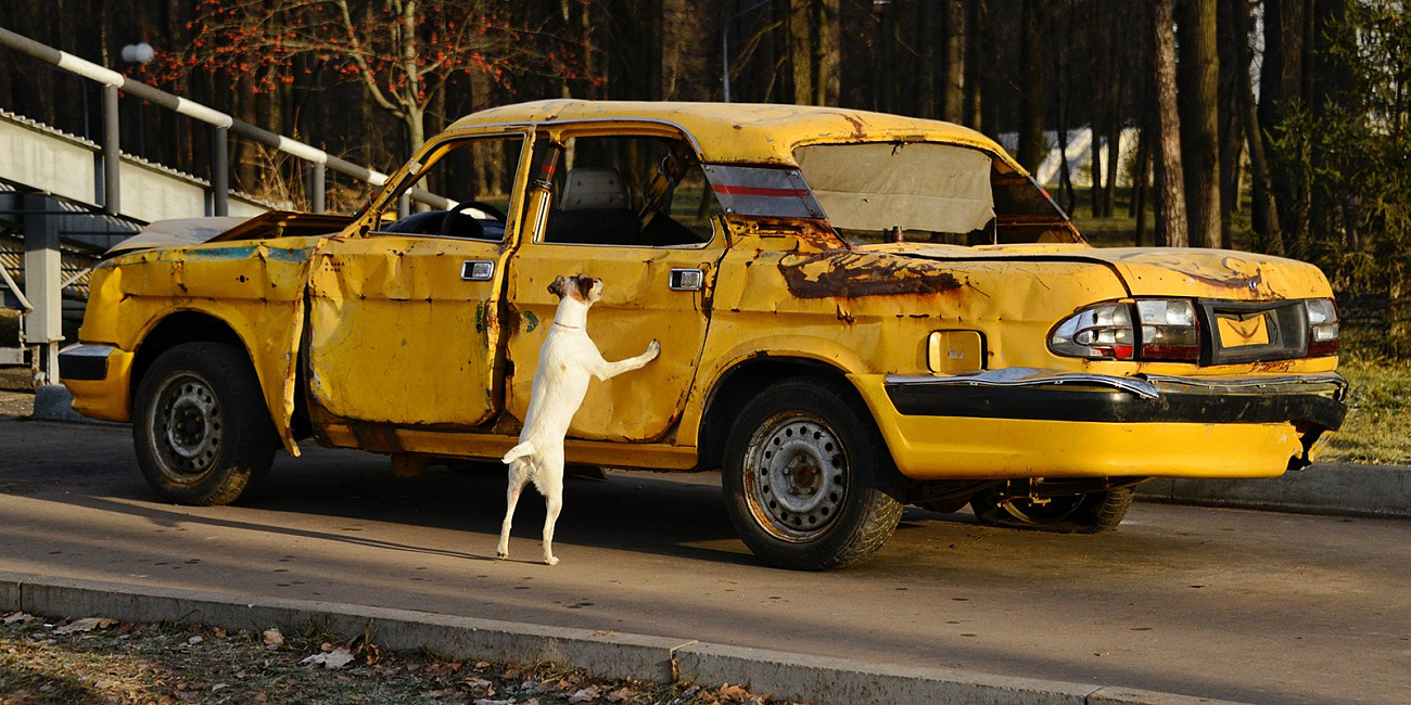 Бесценные специалисты: как работают собаки московских аварийно-спасательных отрядов