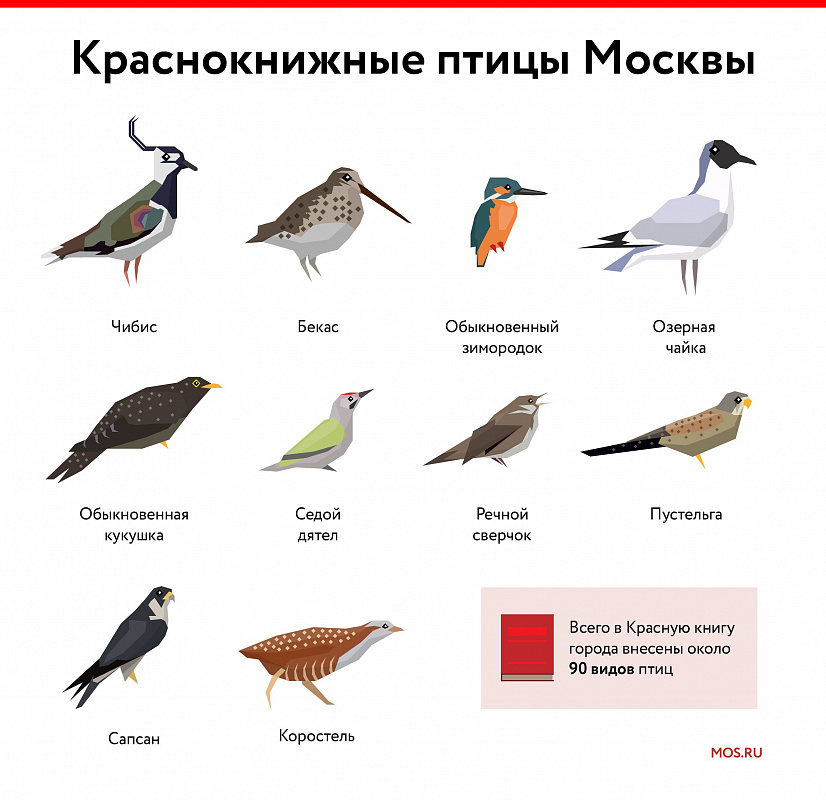 Осень в «Моем районе»: парки Москвы приглашают понаблюдать за птицами