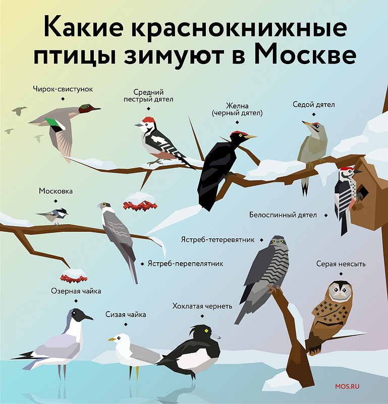 Краснокнижная неясыть выбрала для зимовки парк «Измайлово»